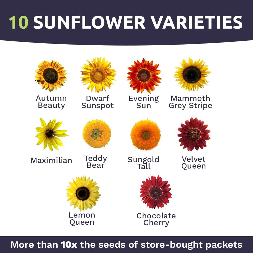 Sunflower Variety Mix 10 Types Bulk 1 Ounce Packet Open Pollinated Seeds