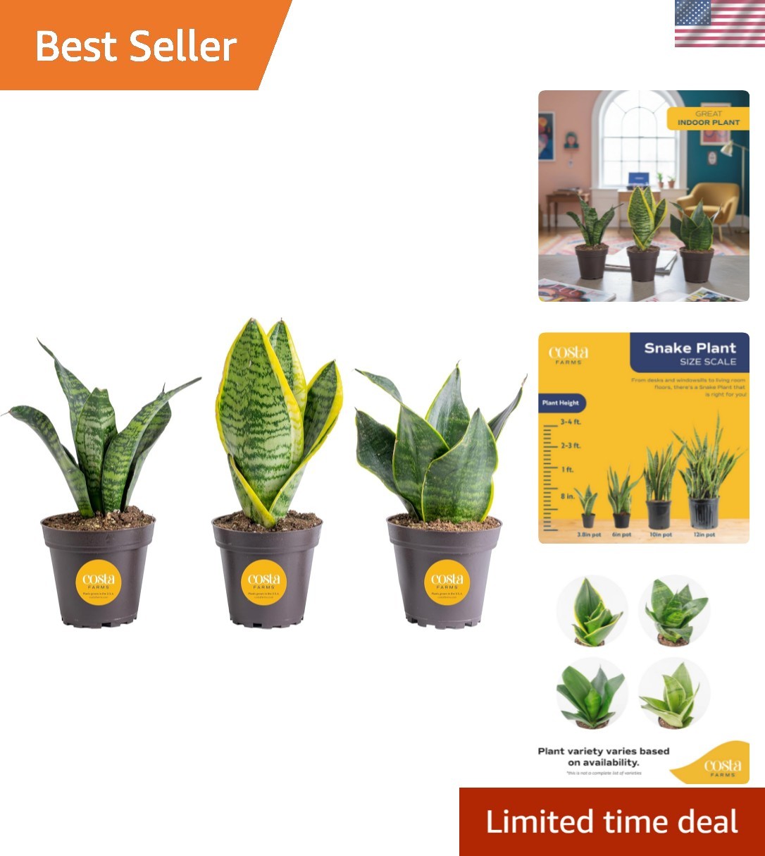 Snake Plant, Live Plants in Plastic Pots, Easy to Maintain, Air Purifying Ind…