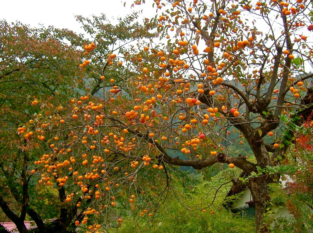 American Persimmon Tree, Live Plant, Qt Pot, 6–12″ Tall, No Ship AK, HI, PR