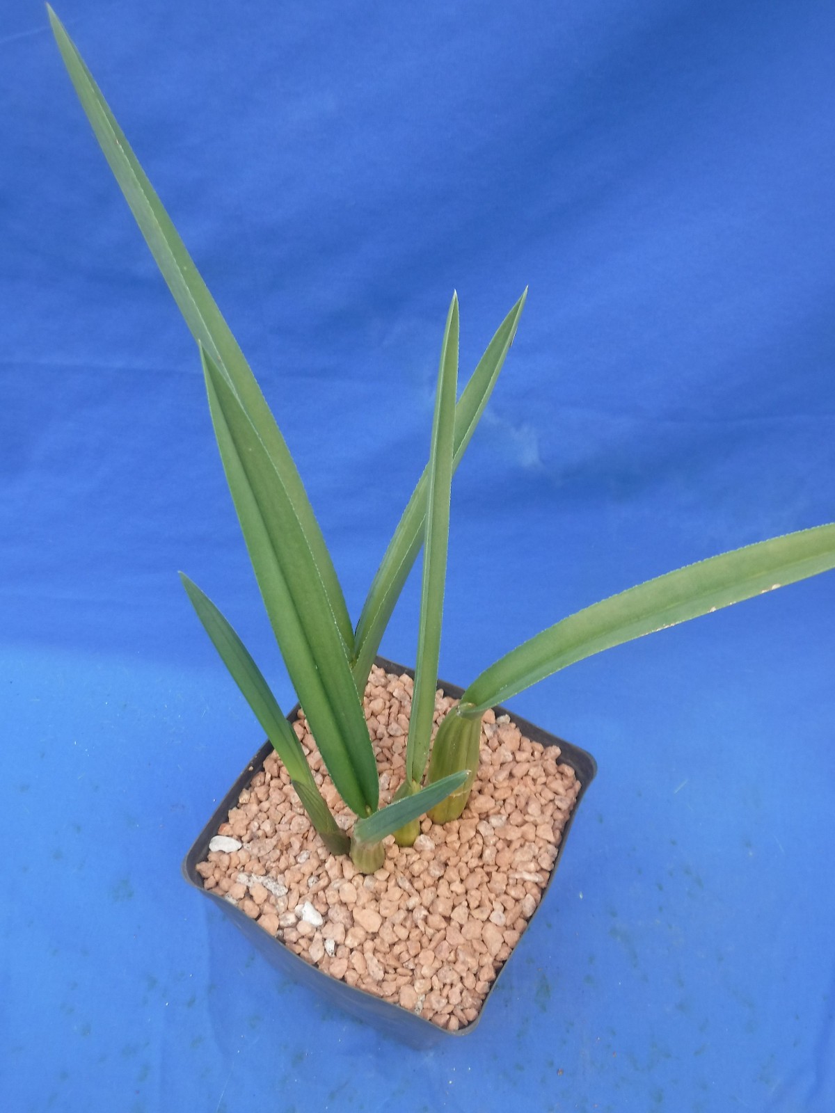 Eulophia petersii 5 Stems Amazng Flowr Desert Orchid Succulent Plant 12″ Tall W3