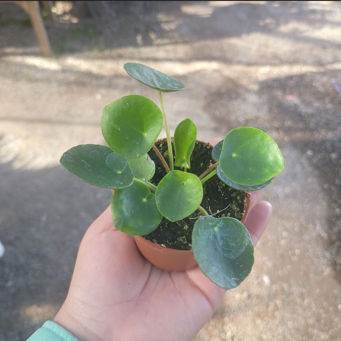 Chinese Money Plant Houseplant – Pilea peperomioides – Live Plant In 2” Pot