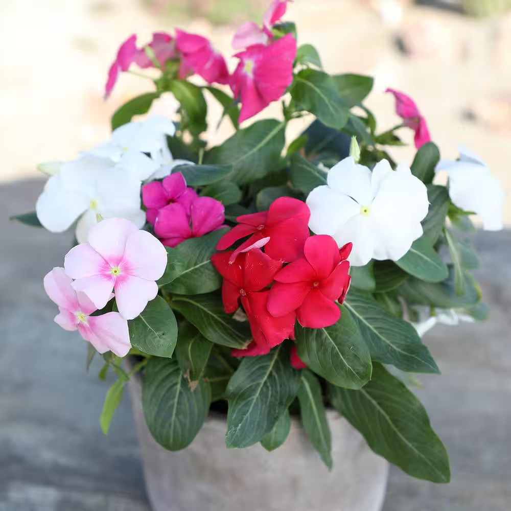 Multicolor Vinca Flowering Garden Plants (4 Pack), Deer Resistant, Colorful Flow