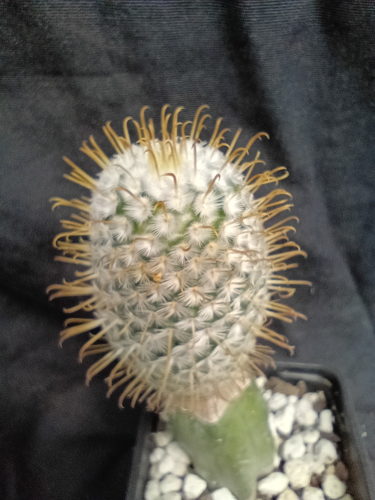 Mammillaria perezdelarosae GOLD SPINED clone Rare