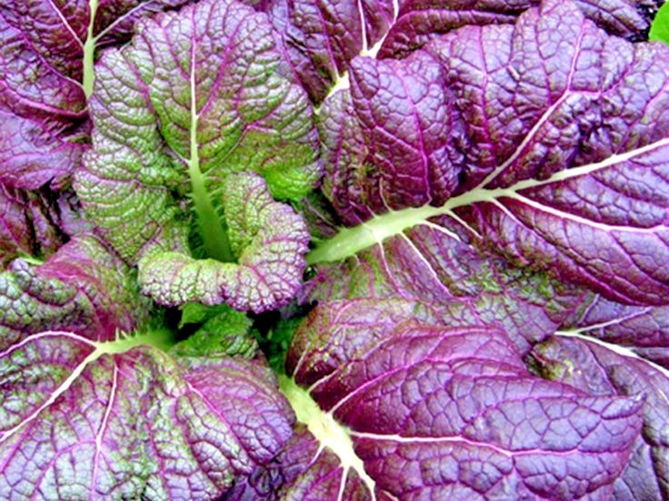 600+RED GIANT MUSTARD Seeds Organic Heirloom Greens Container Vegetable Garden