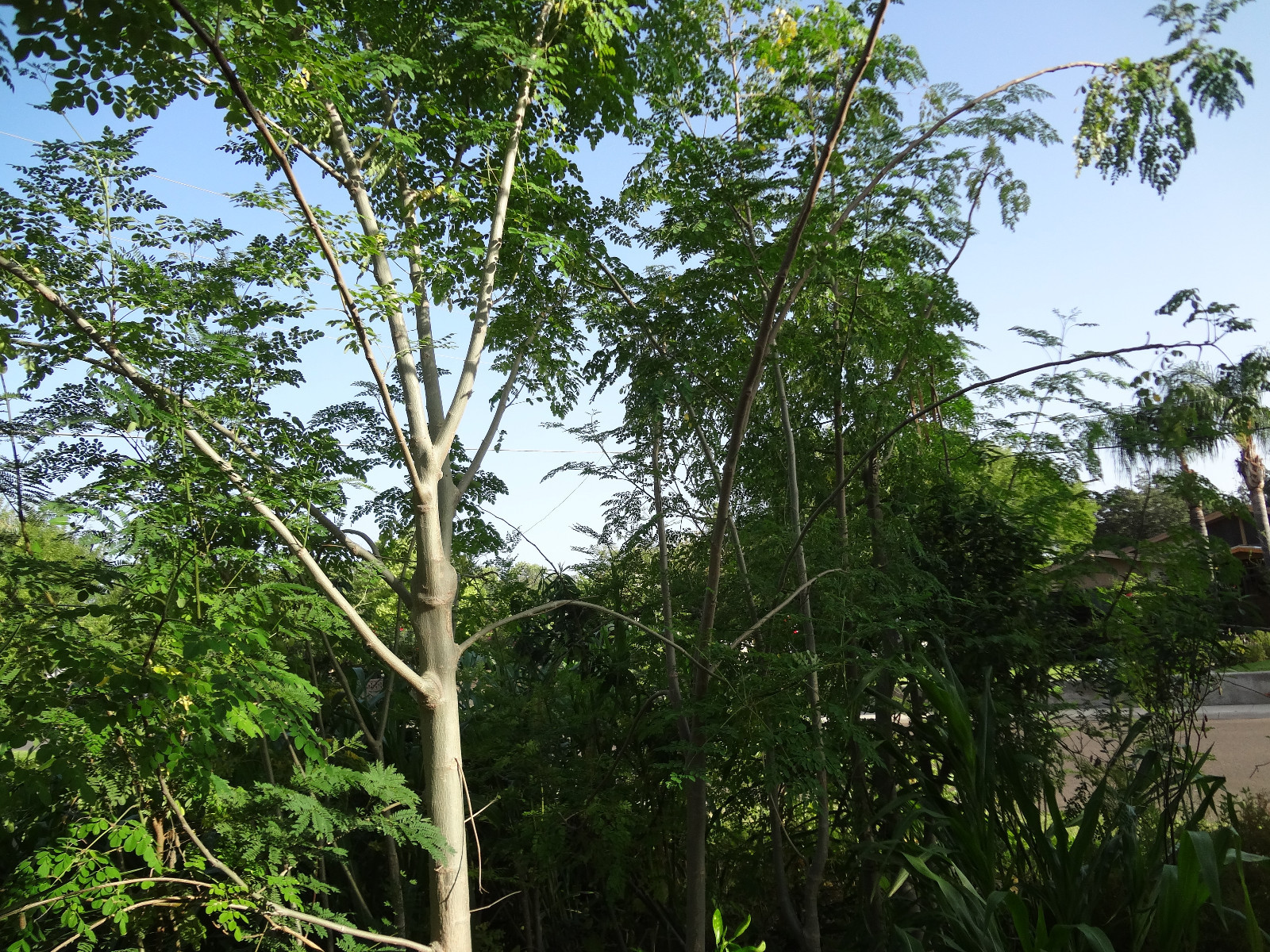 SUPER SPECIAL DEAL!! MORINGA Oleifera STX-1 Most Hardy Organically Grown SEEDS