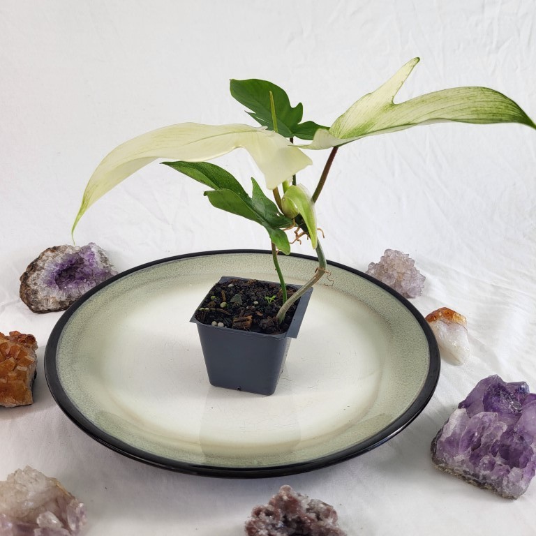 Philodendron Florida Ghost 2.5″ Pot, Fedex 2 day*