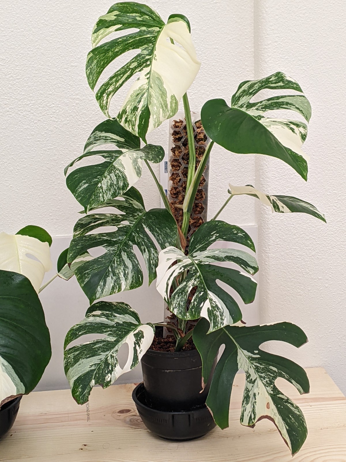 Monstera Albo Deliciosa Top Cutting, FULL MOON High Variegation, FREE Shipping