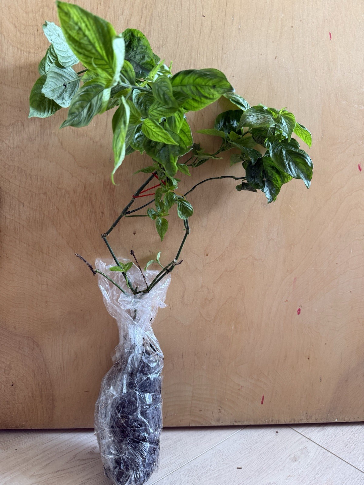 20in Cay La Cam – Vietnamese Magenta plant – Lá Cẩm