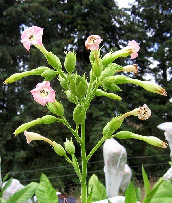 1000 Ainaro Tobacco Seeds ~ Dark Sun Cured Heirloom Non-GMO Nicotiana Tabacum