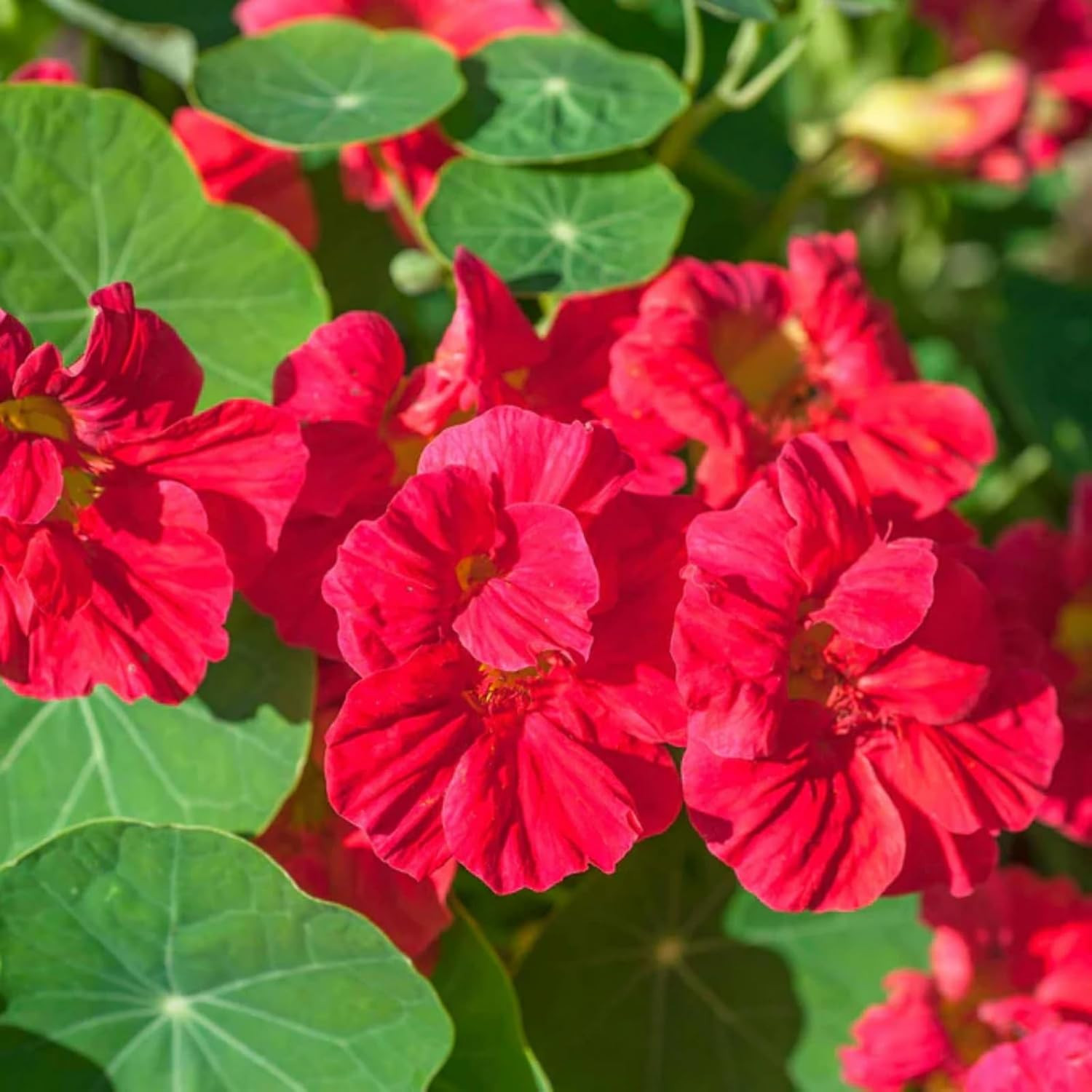 Rare Nasturtium Seeds for Planting – 150+ Mixed Nasturtium Seeds (Tropaeolum Maj