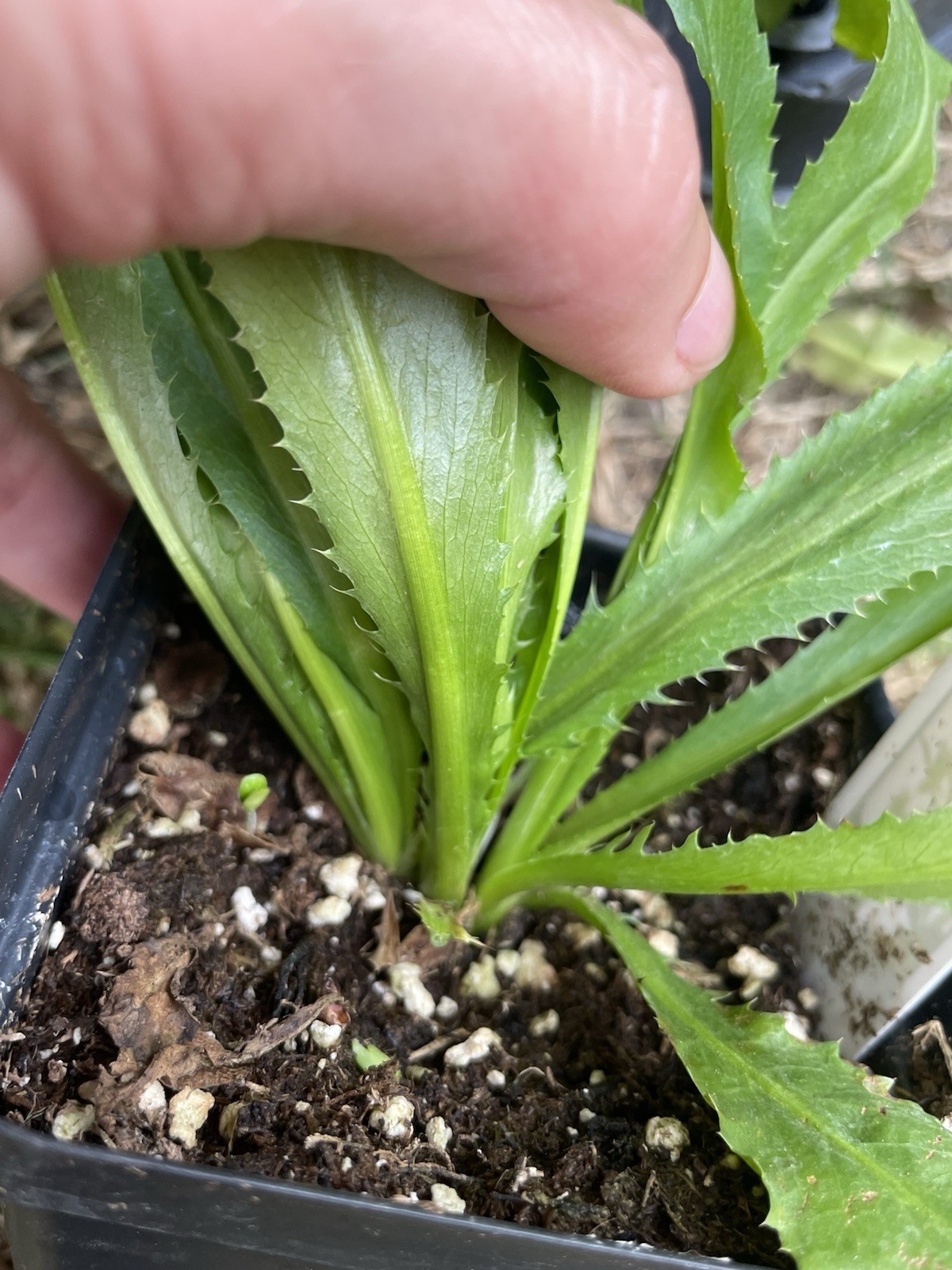 Culantro live plants 2-3 Plants Per Pot- Ngo Gai – Ship With 3.5 Inches Pot