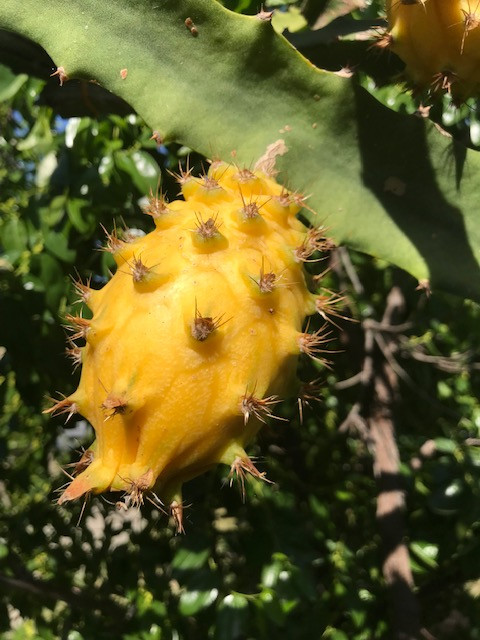 Gaint Yellow Dragon Fruit Pitaya Selenicereus 7″-10″ (2) pieces