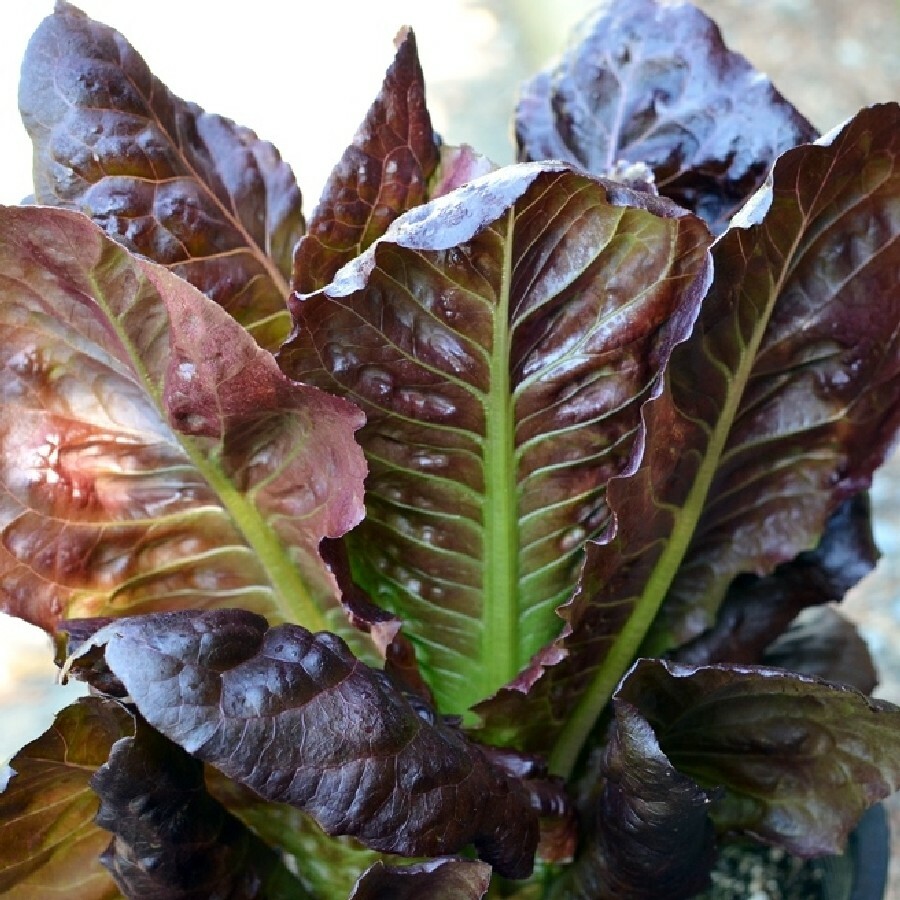 601+ROUGE DE HIVER Lettuce Seed Organic French Greens Vegetable Garden Container