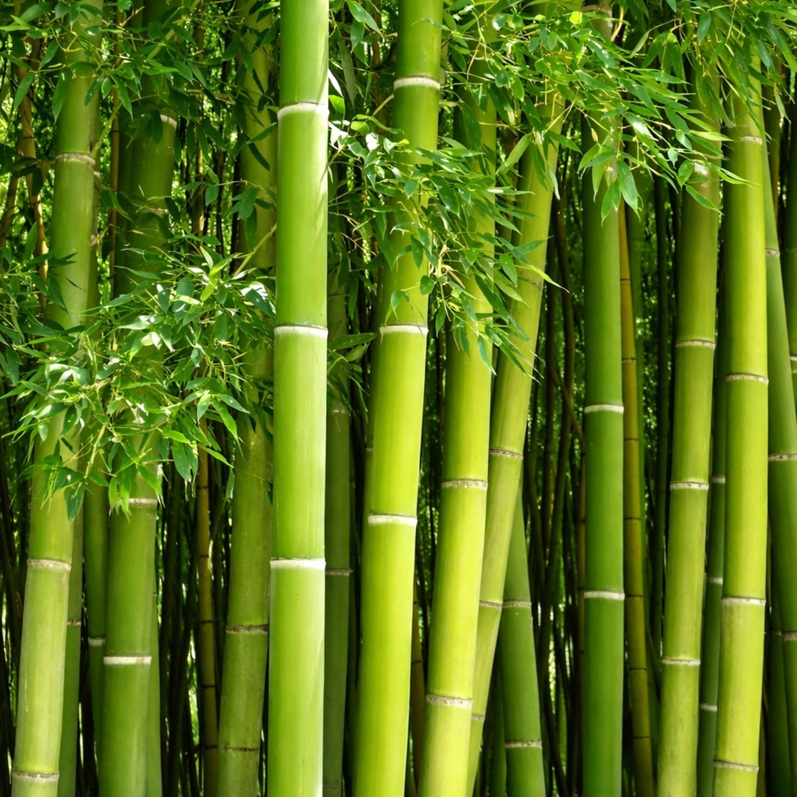 420 Giant Bamboo Seeds for Planting – Fast Growing Bamboo Ideal Privacy Scree…