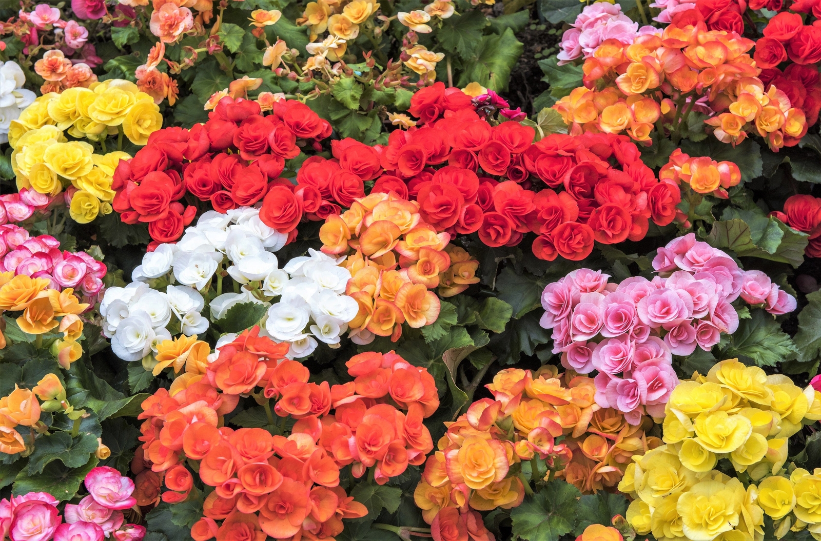 30 MIXED DOUBLE BEGONIA Tuberosa Tuberous Begonia Red Pink + Shade Flower Seeds
