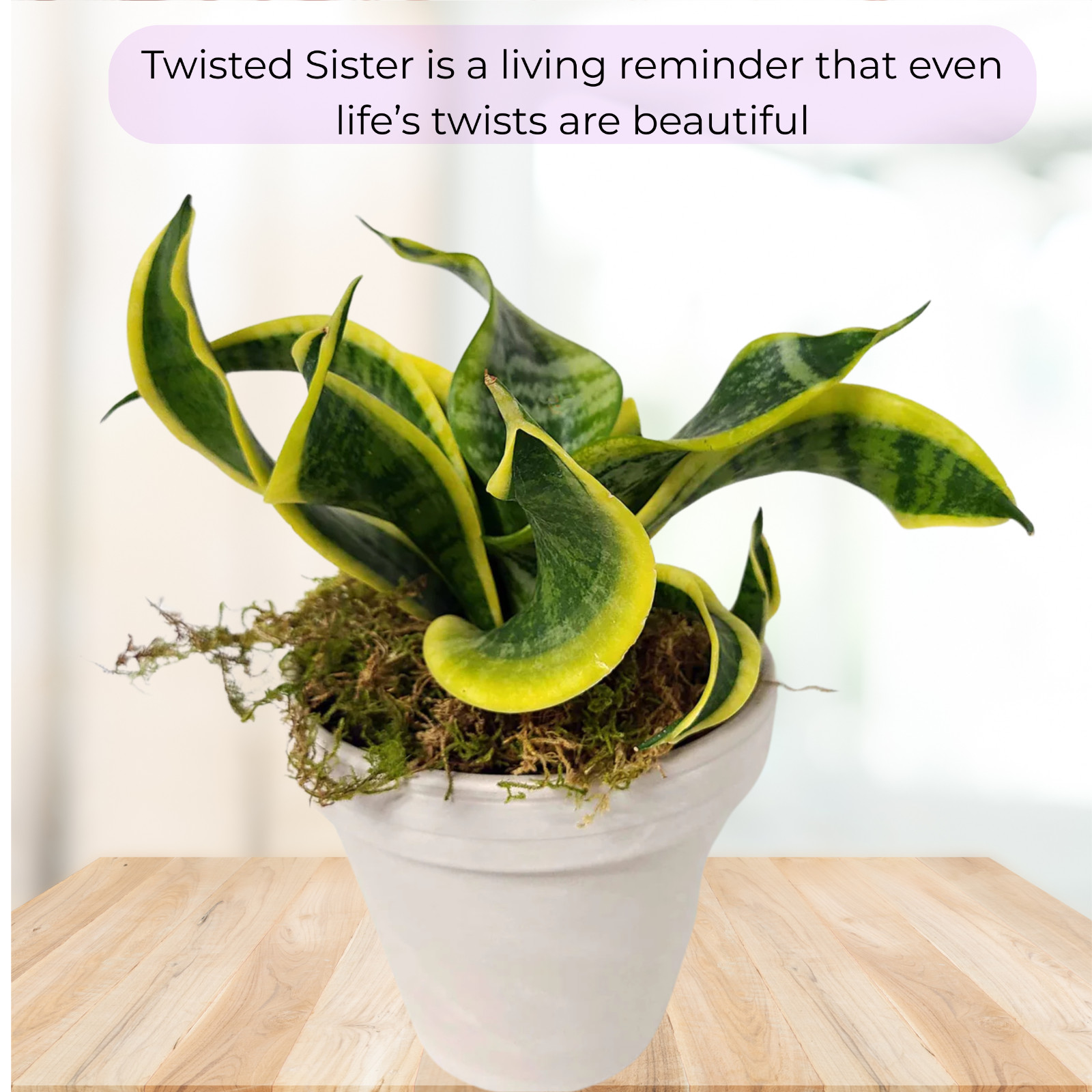 twisted sansevieria plant. snake plant in 6″ pot, potted plants, house plants