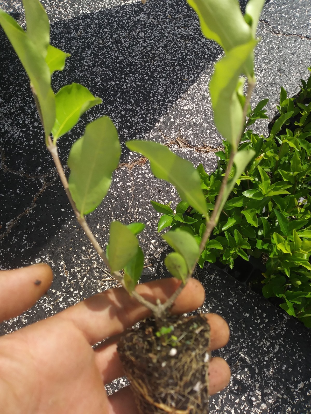 Barbados, Acerola Cherry Tree Plant, Live Plant, Pesticide Free FREE SHIPPING!!