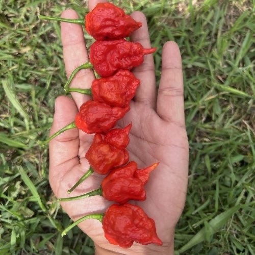 30+ Jumbo Carolina Reaper Trinidad Scorpion Seeds Extremely Hot Very Rare ￼