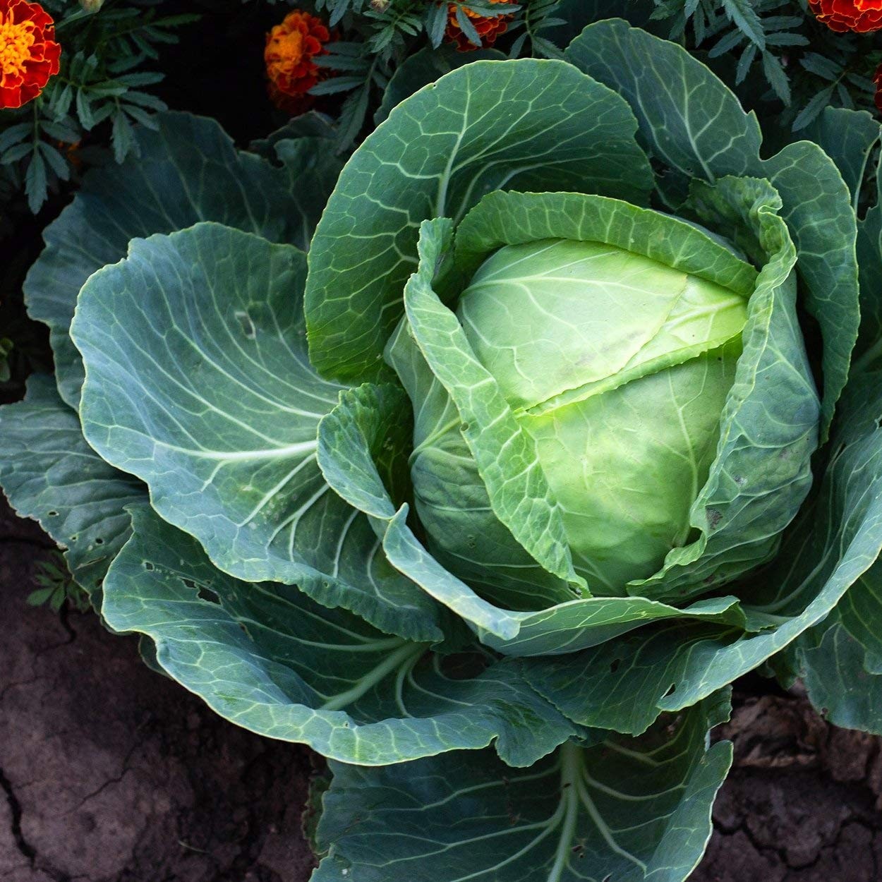 Almanac Heirloom Cabbage Seeds (Golden Acre) – Golden,Green