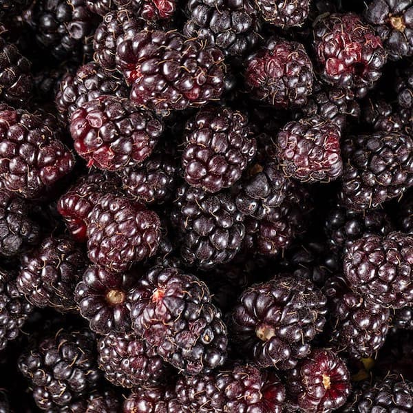 RUBUS URSINUS THORNLESS BOYSENBERRY LIVE PLANT 4+ INCHES
