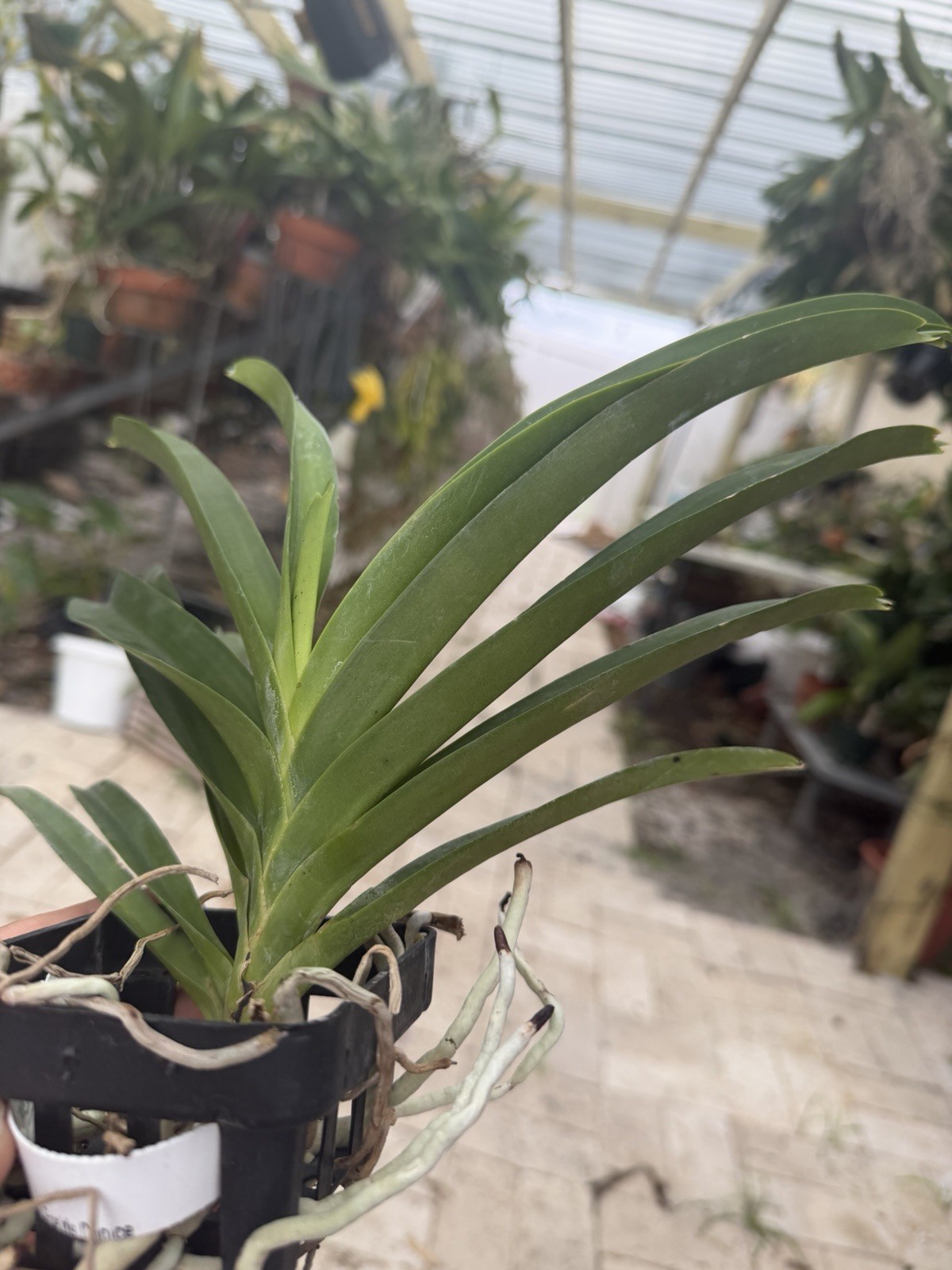 Vanda Fred’s Choice 4” Basket Orchid Plant