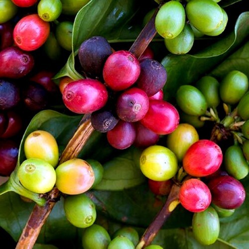 10 Coffea arabica Seeds Tropical EXOTIC Coffee Bean Indoor House Plant Tree RARE