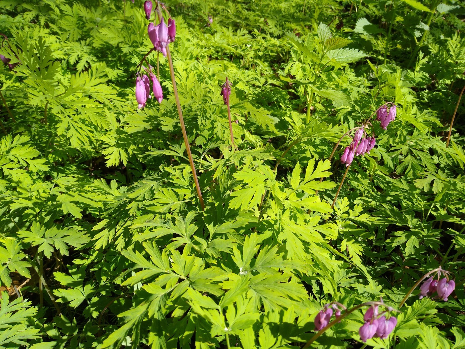 5 Bleeding Hearts Pink Pacific LIVE PLANTS Bare Root Dicentra Wild Flowers