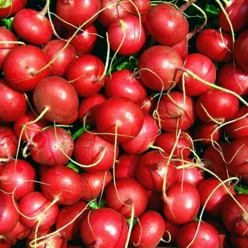 CarpetC 840pcs Mixed Radish Seeds for Planting, Raphanus sativus Variety Pack,