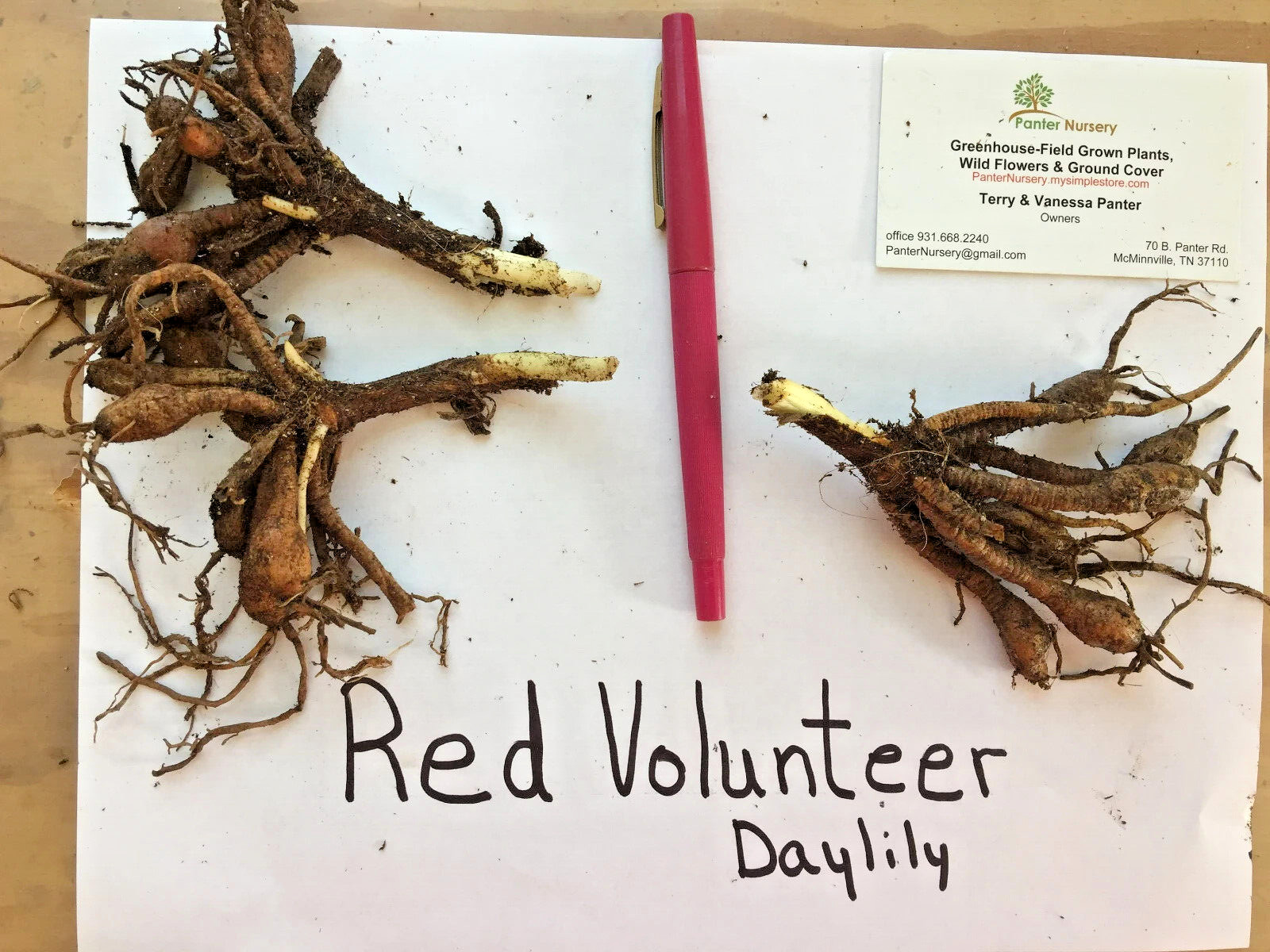 RED VOLUNTEER 3 Daylily root fans