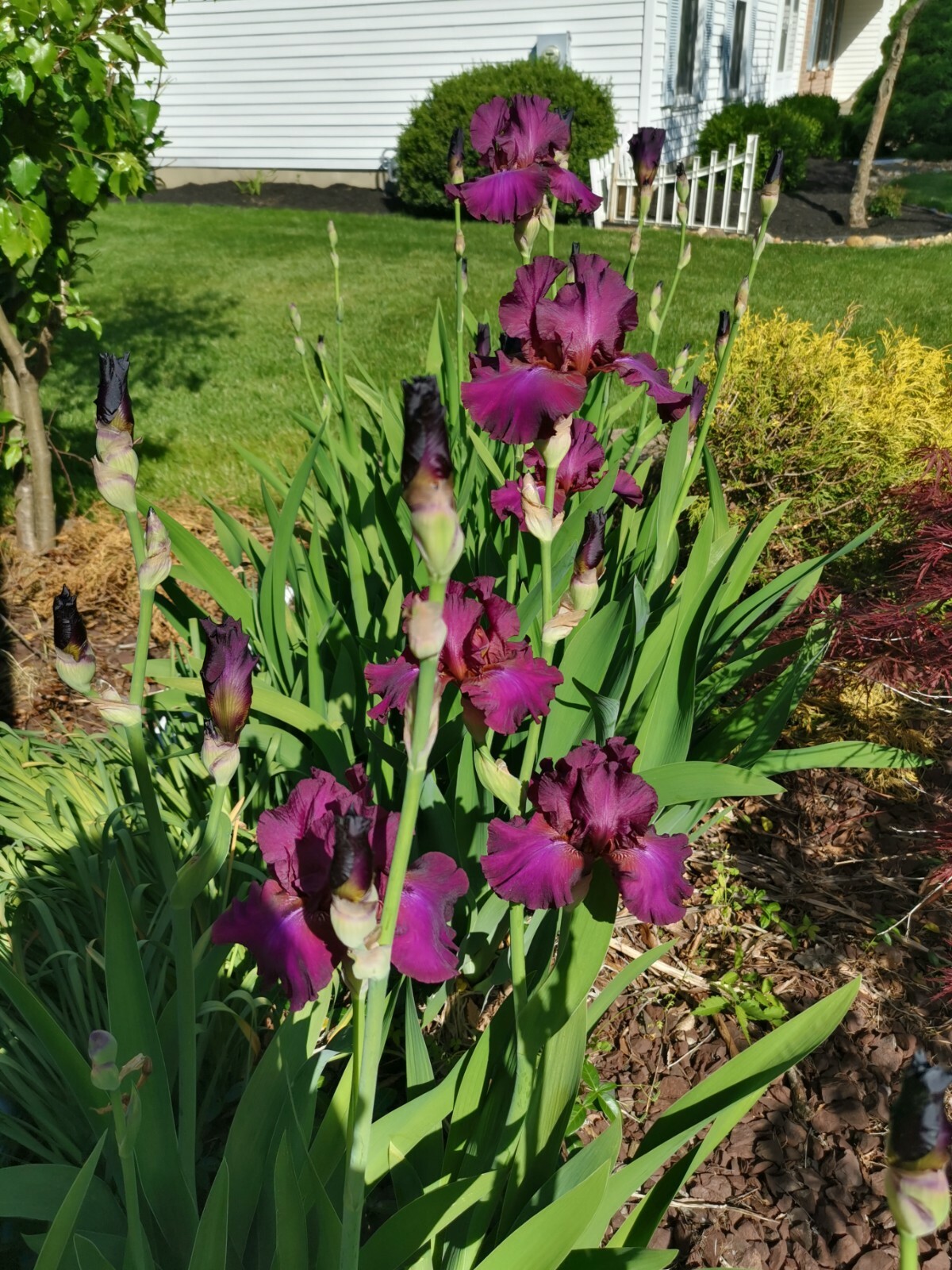 4 IRIS BULBS w/roots READY TO PLANT, Rare Vivid Purple Color