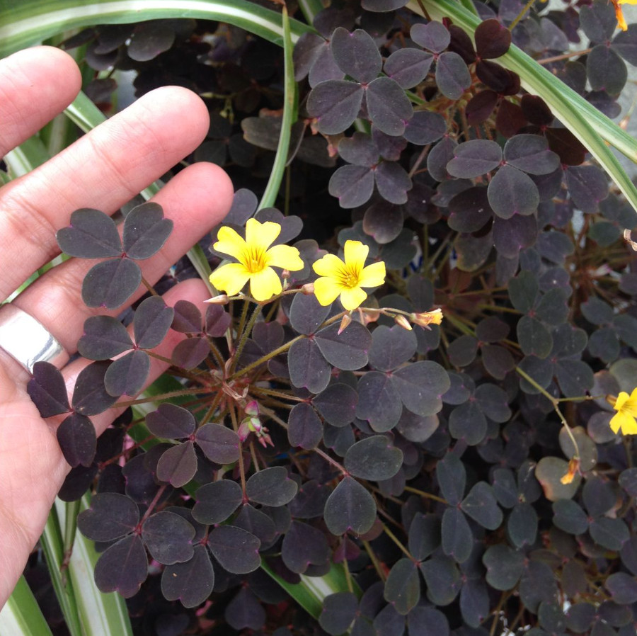 Live Burgundy Yellow Oxalis Plant (Oxalis triangularis), 2–5″ Tall, Ship No Pot