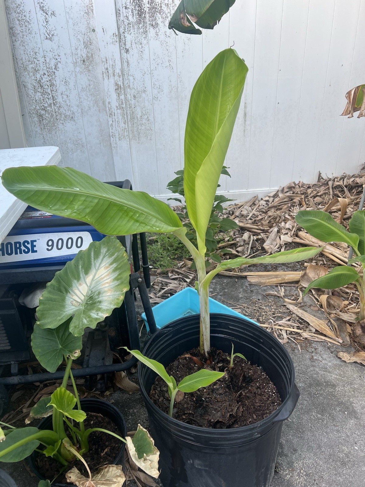 Burro Plantain Live Semilla Platano Tree 10in-18in With Corm Attached, Rootball