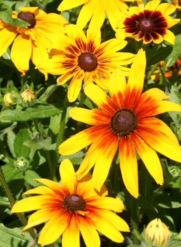 Gloriosa Daisy Seeds | Black Eyed Susan Yellow Perennial Wildflower Seed 2025