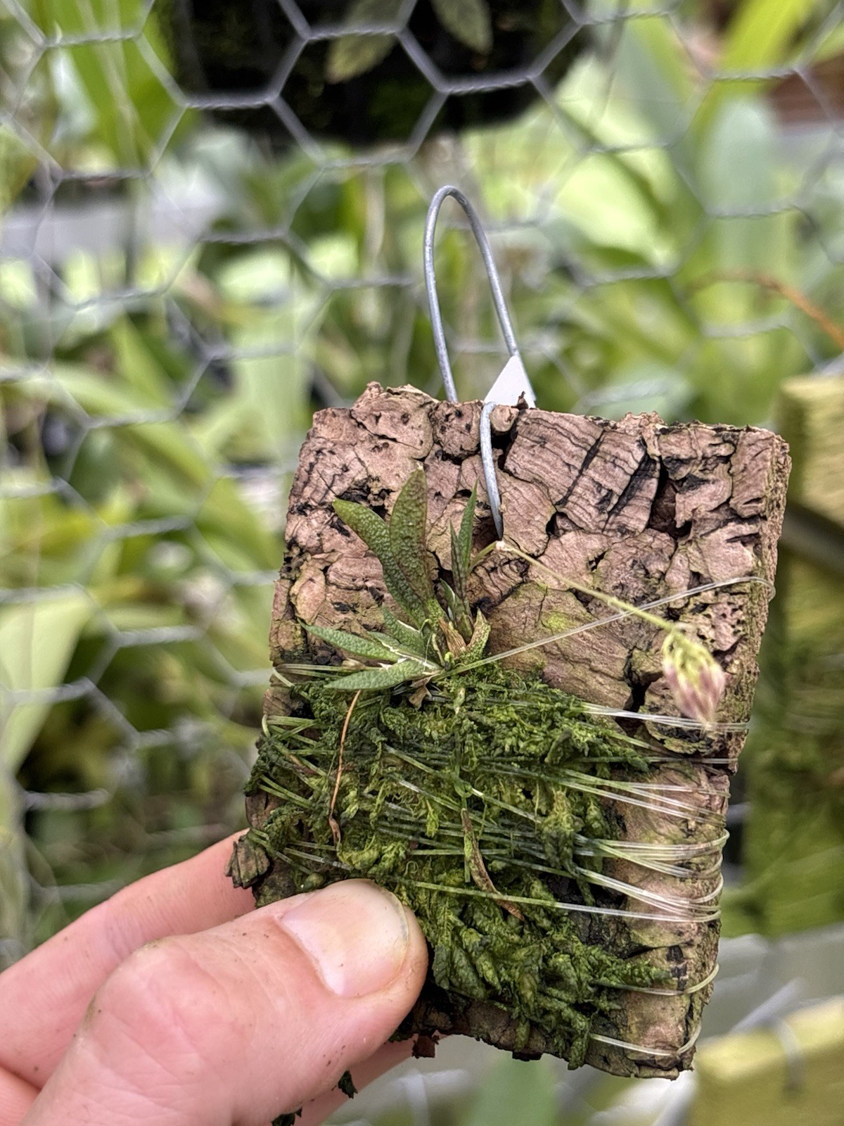 Macroclinium manabinum In SPIKE micro-miniature Orchid Species