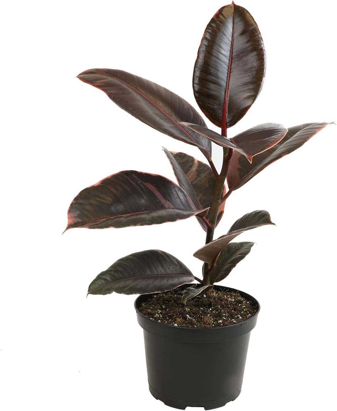 Variegated Ficus ‘Ruby’ Rubber Plant in 6″ Grower Pot, Real Houseplants for Home