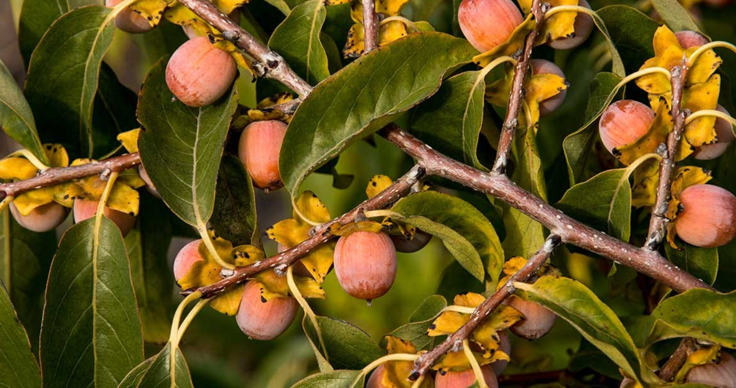 Live American Persimmon Tree – Diospyros virginiana – Fruiting Tree in 4″ Pot