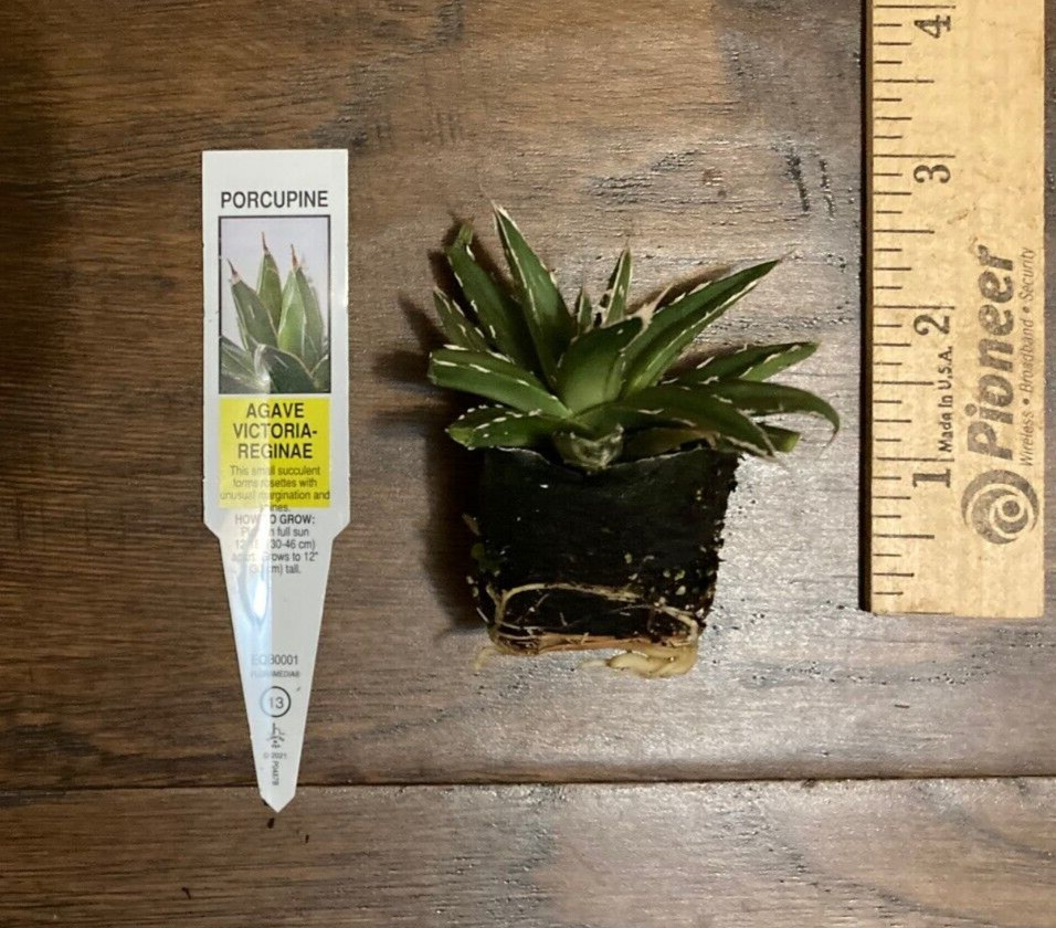 Porcupine Agave (A. Victoria-reginae) – 1 TC Plant Plug Tree-1-2in – Ornamental!