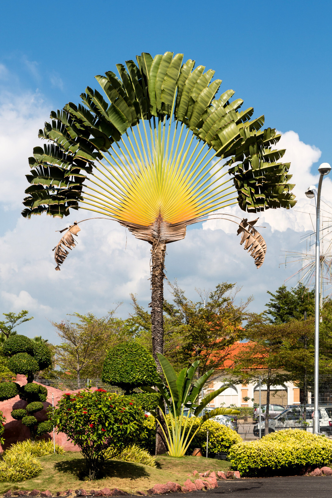 10 TRAVELLER’S PALM TREE Ravenala Madagascariensis Flower Houseplant Seeds