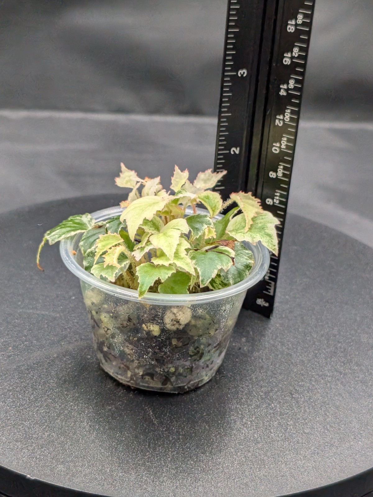 Variegated Begonia Prismatocarpa-SMALL, Terrarium Grown. Micro/Dwarf Leaf Plant