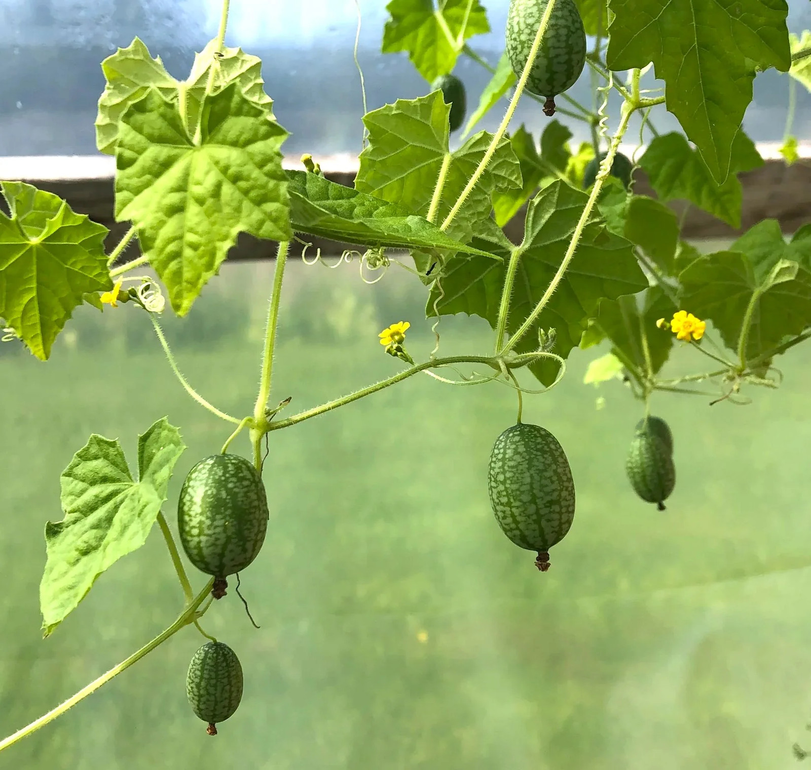 Cucamelon Seeds | Mexican Sour Gherkin Mouse Melon Pepquino Cucumber Seed 2025