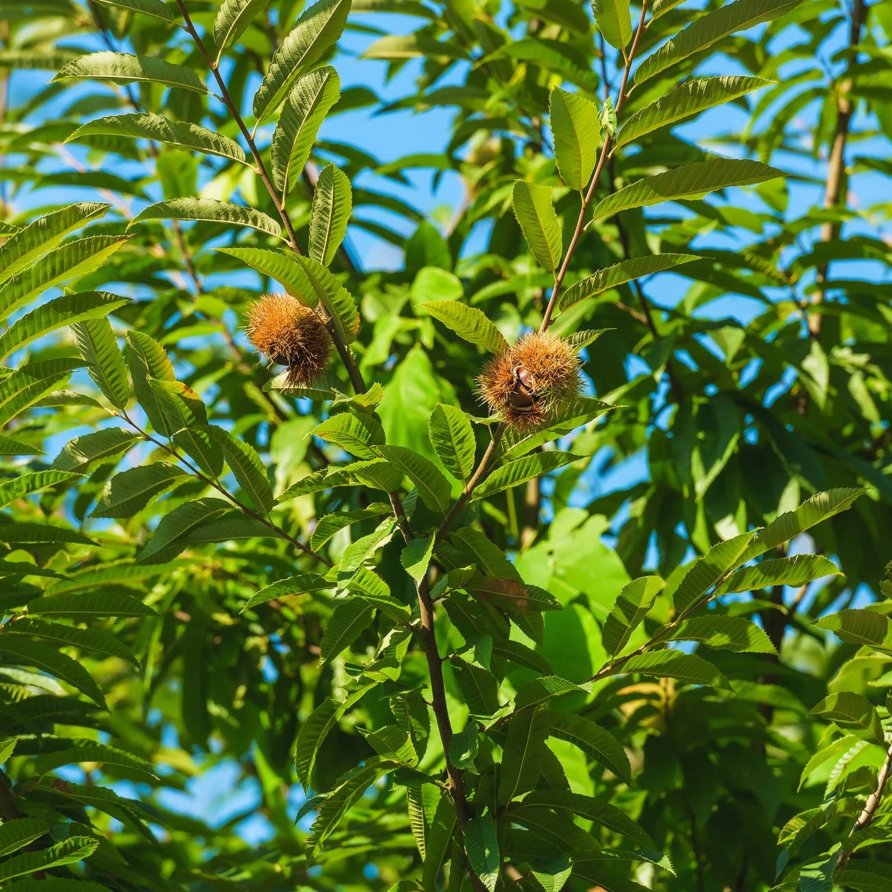 Perfect Plants American Hybrid Chestnut Tree 4-5 Feet Live Trees For Outdoor
