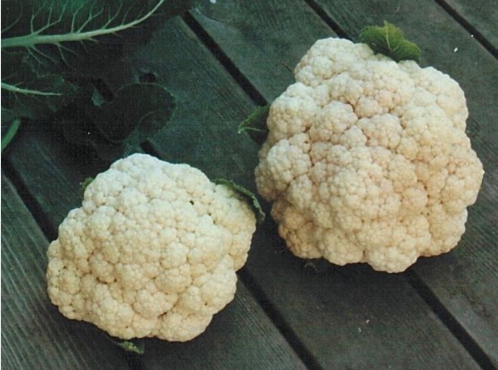 Fresh Cauliflower Seeds, Snowball Heirloom, Organic Non-GMO, USA Seller 🇺🇸