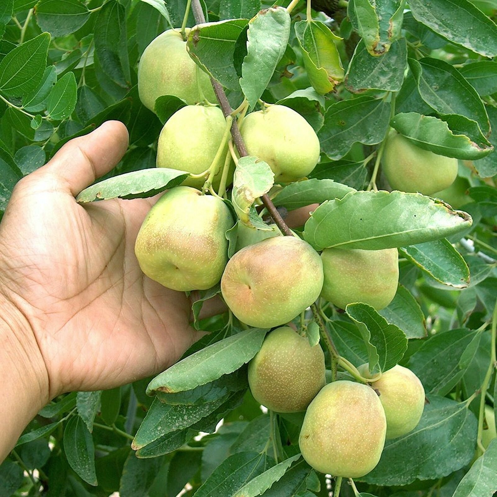 T562C (20)Shanxi Li Jujube Tree Cutting/ScionWood/Scion 10″ For Grafting No Root