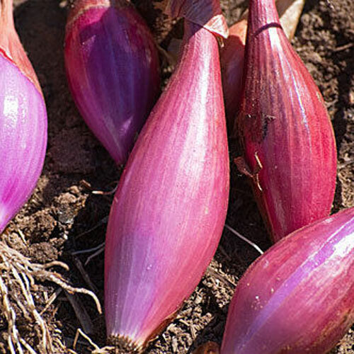 ONION Heirloom Mix 100 NON-GMO Garden Seeds ALL TYPES DELICIOUS overwinter tasty