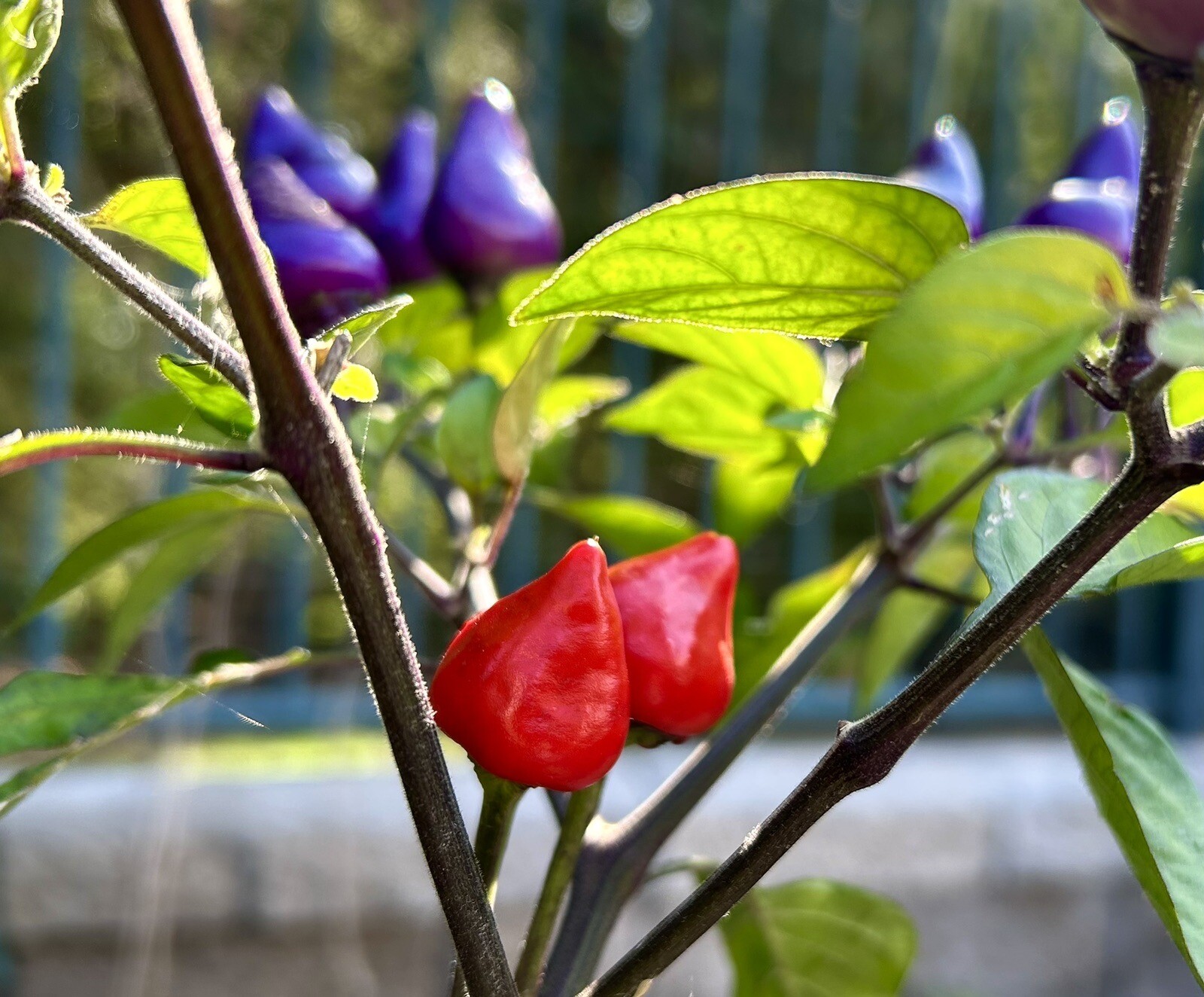Numex Centennial Hot Chili Pepper, Colorful Chili – 30 Seeds – US