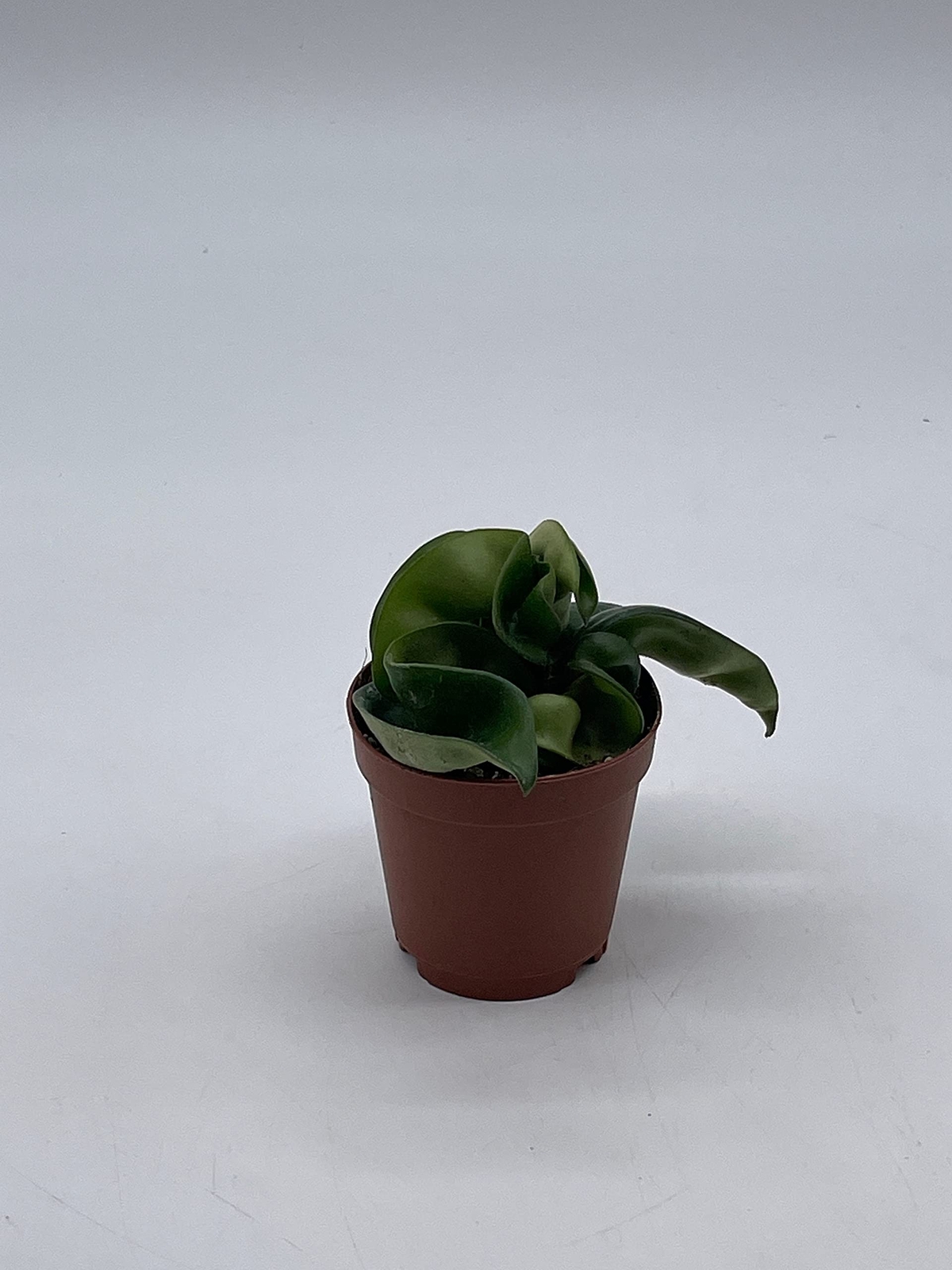 Hoya Hindu Rope, Carnosa Compacta, in a 2 inch Pot, Live Tiny Mini Pixie Plant