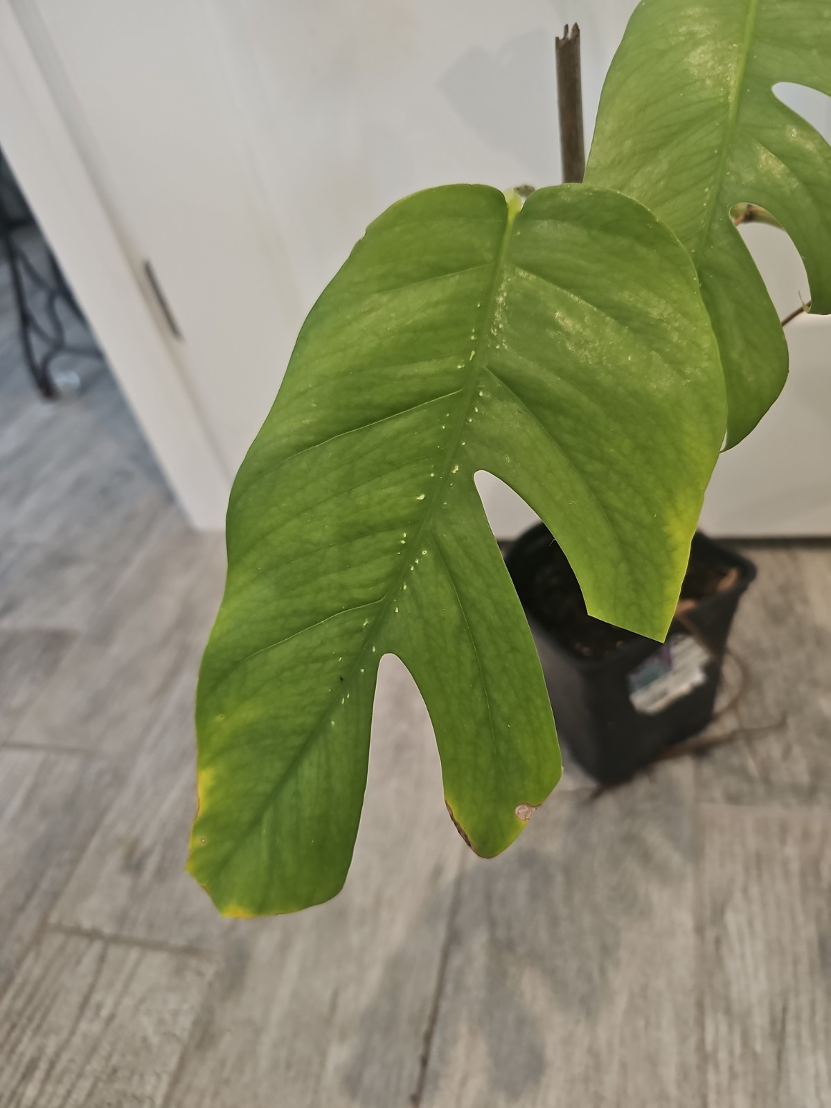 Mature Cebu Blue Pothos Epipremnum Pinnatum Rooted Top Cutting Fenestrated