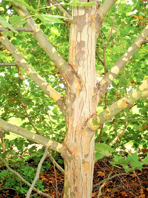 30 MORTON CIRCLE LONDON PLANETREE SEEEDS – Platanus × acerifolia