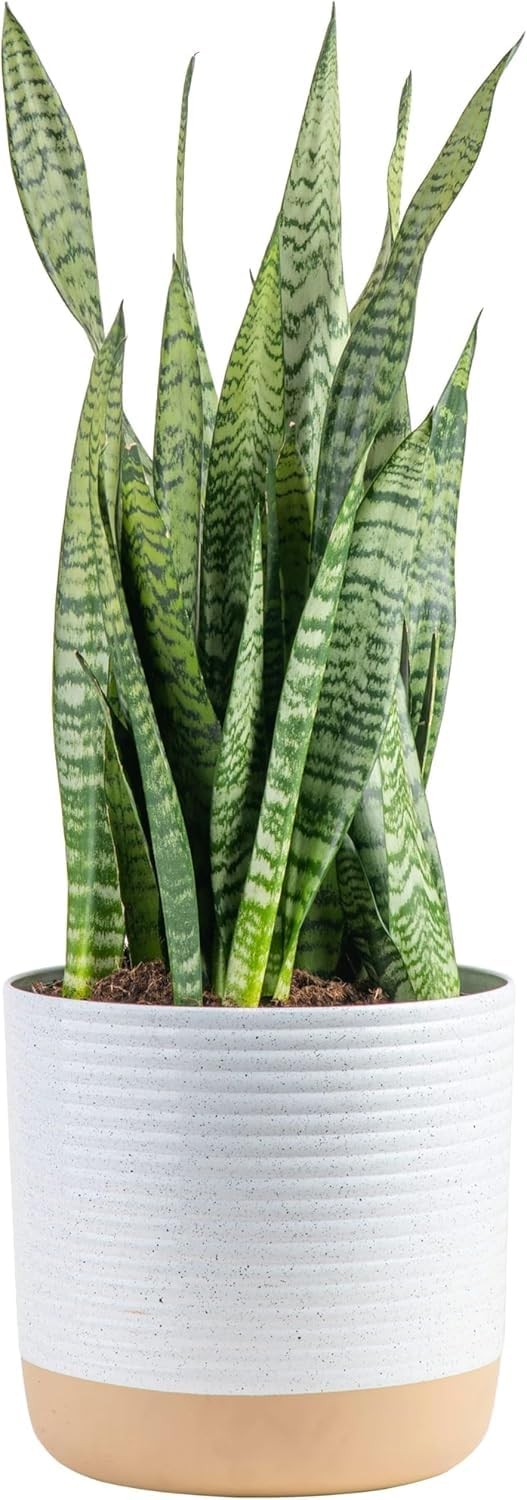 Costa Farms Snake Plant, Mother-in-Law’s Tongue Live, Potted, 2ft Tall