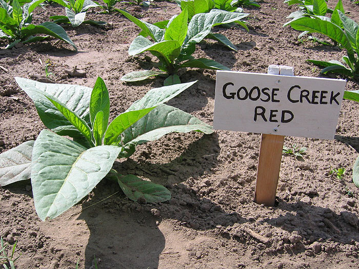 1000 Goose Creek Red Tobacco Seeds ~ Heirloom ~ Dark Virginian Tobacco